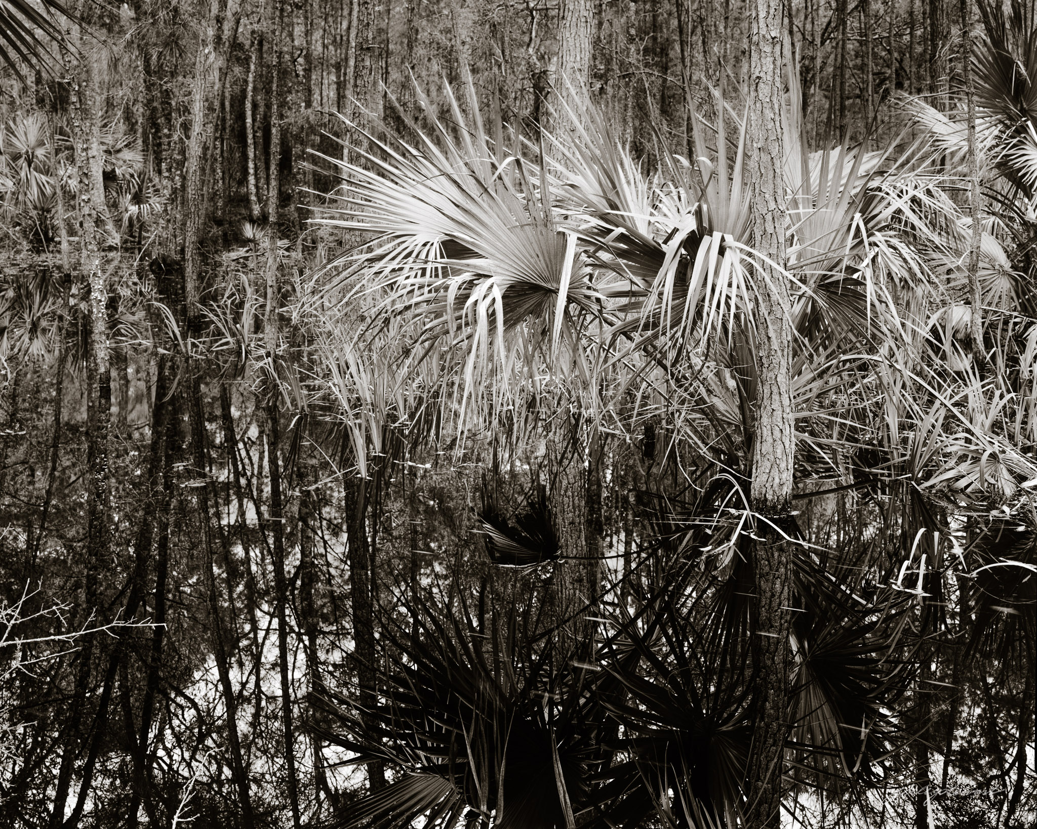 Young Palmettos in Black Water